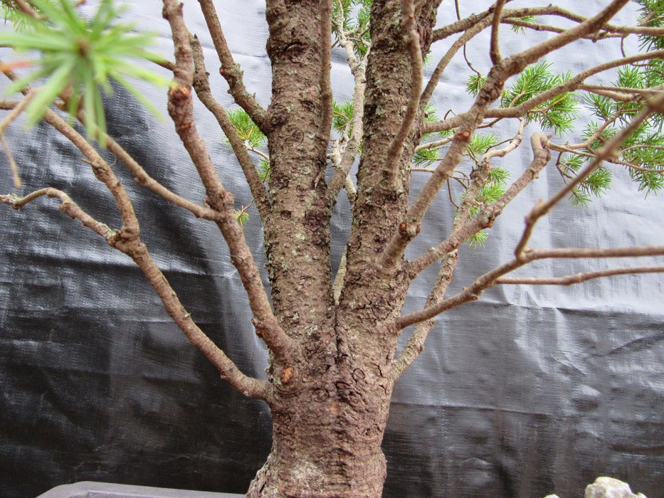 57 Year Old Dwarf Alberta Spruce Specimen Bonsai Tree Split Trunk