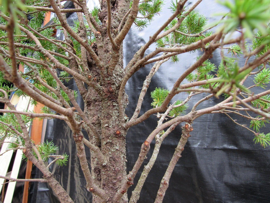 57 Year Old Dwarf Alberta Spruce Specimen Bonsai Tree Branches