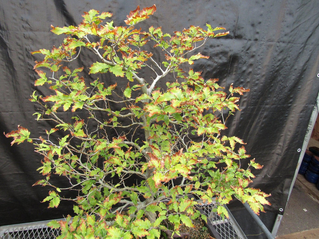 57 Year Old Dwarf European Beech Specimen Bonsai Tree Fall Foliage Beginning