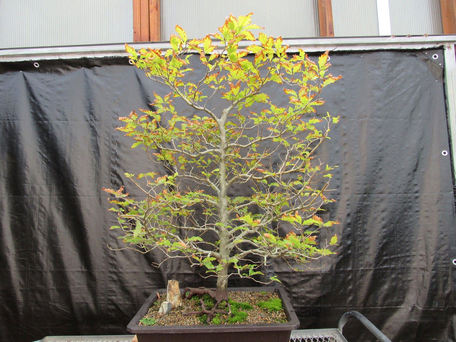 57 Year Old Dwarf European Beech Specimen Bonsai Tree Back