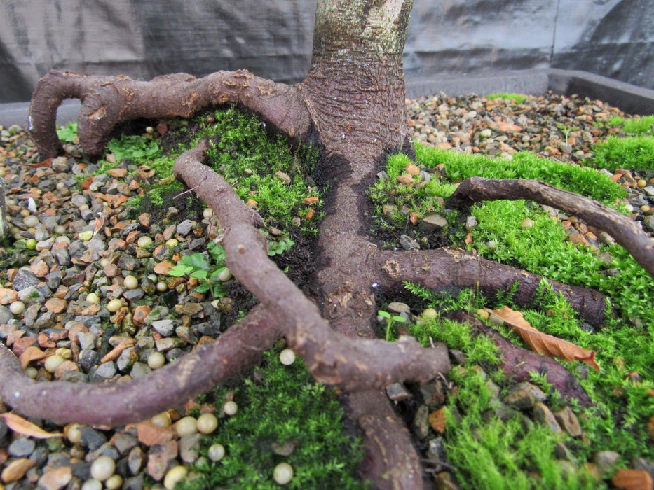 57 Year Old Dwarf European Beech Specimen Bonsai Tree Mossy Roots