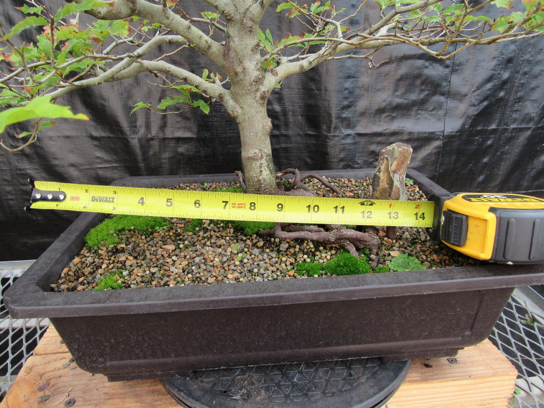 57 Year Old Dwarf European Beech Specimen Bonsai Tree Width