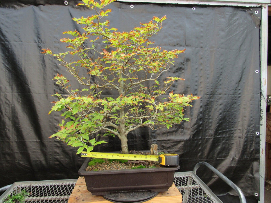 57 Year Old Dwarf European Beech Specimen Bonsai Tree Size