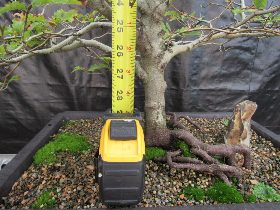 57 Year Old Dwarf European Beech Specimen Bonsai Tree Height