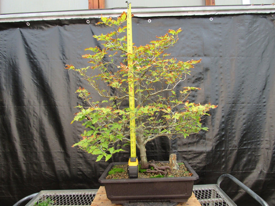 57 Year Old Dwarf European Beech Specimen Bonsai Tree Tall