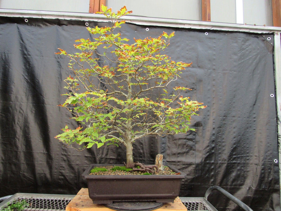 57 Year Old Dwarf European Beech Specimen Bonsai Tree Profile