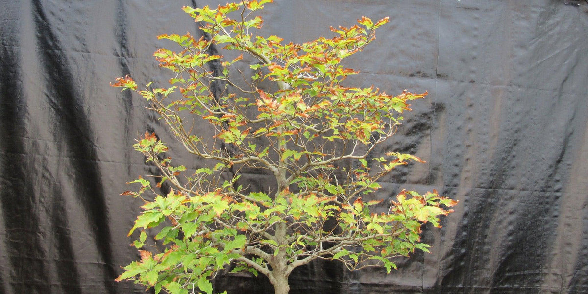 european beech bonsai 57 Year Old Dwarf European Beech Specimen Bonsai Tree