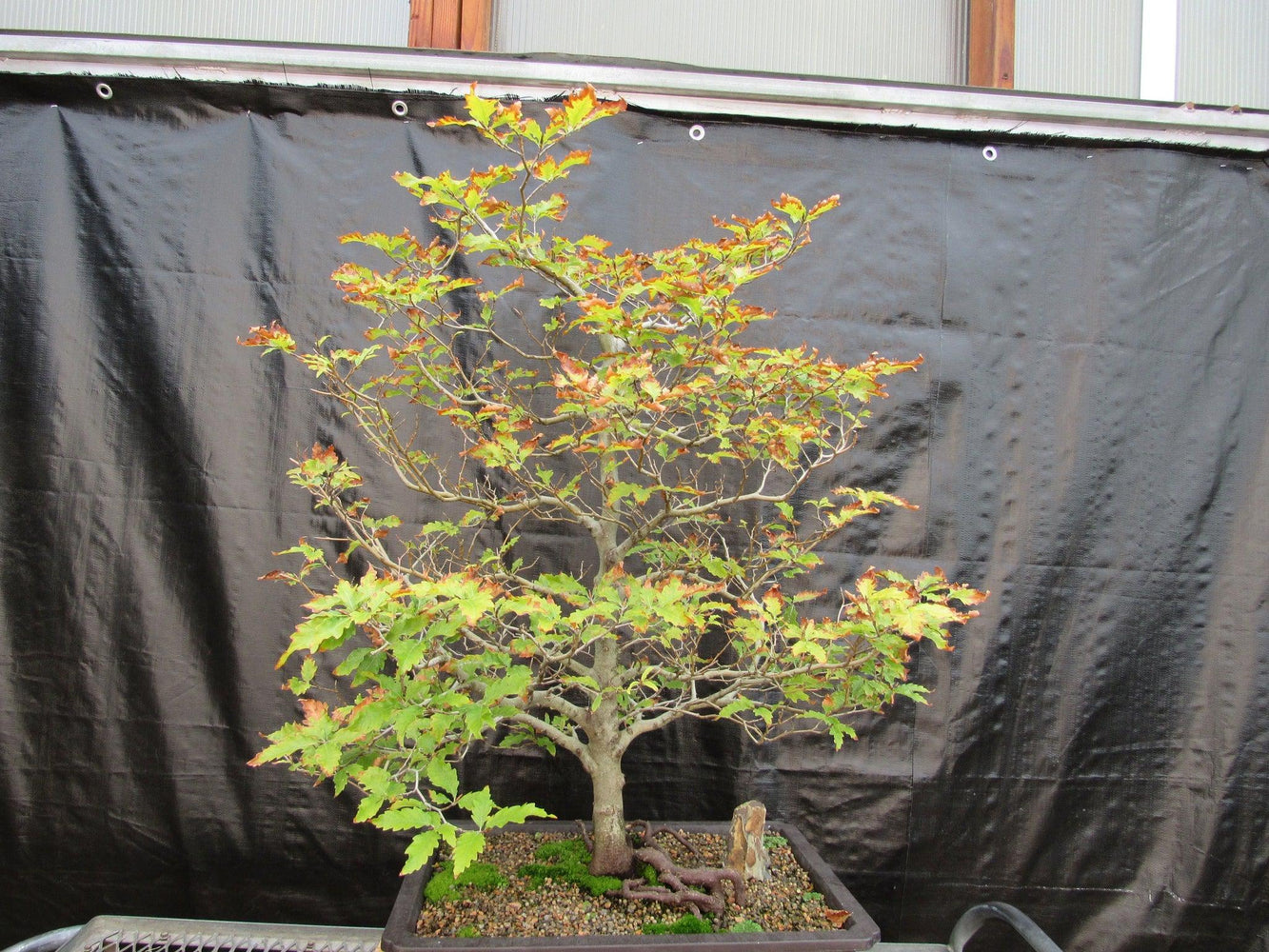 57 Year Old Dwarf European Beech Specimen Bonsai Tree