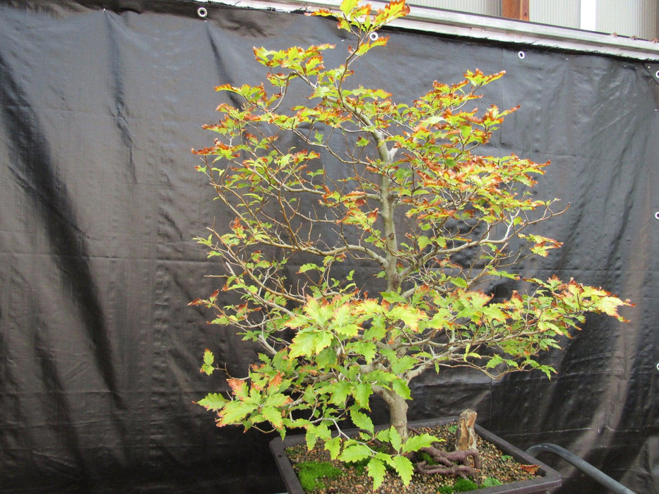 57 Year Old Dwarf European Beech Specimen Bonsai Tree Side