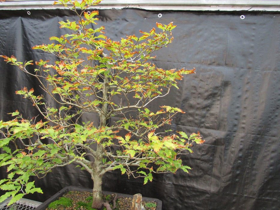 57 Year Old Dwarf European Beech Specimen Bonsai Tree Strong Side
