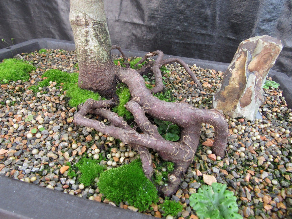 57 Year Old Dwarf European Beech Specimen Bonsai Tree Roots