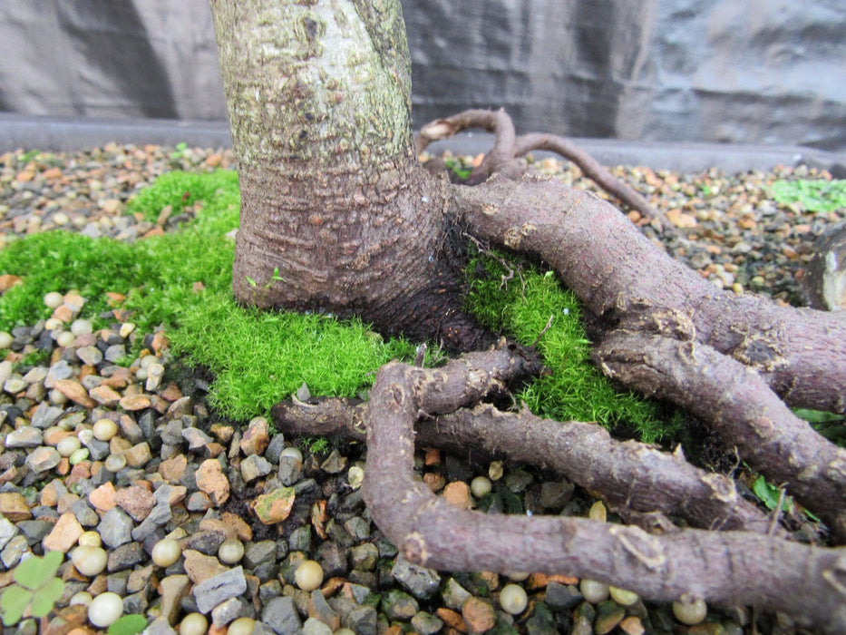 57 Year Old Dwarf European Beech Specimen Bonsai Tree Gnarled Top Roots