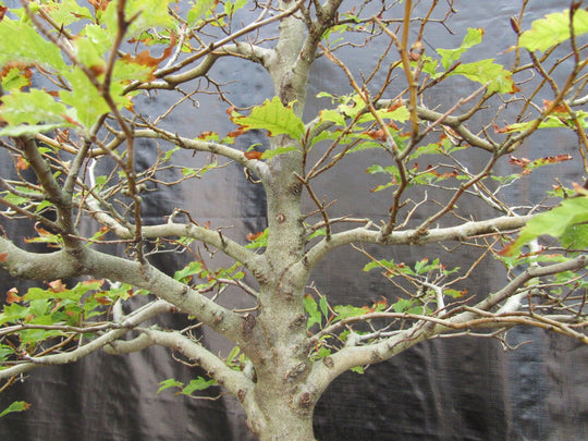 57 Year Old Dwarf European Beech Specimen Bonsai Tree