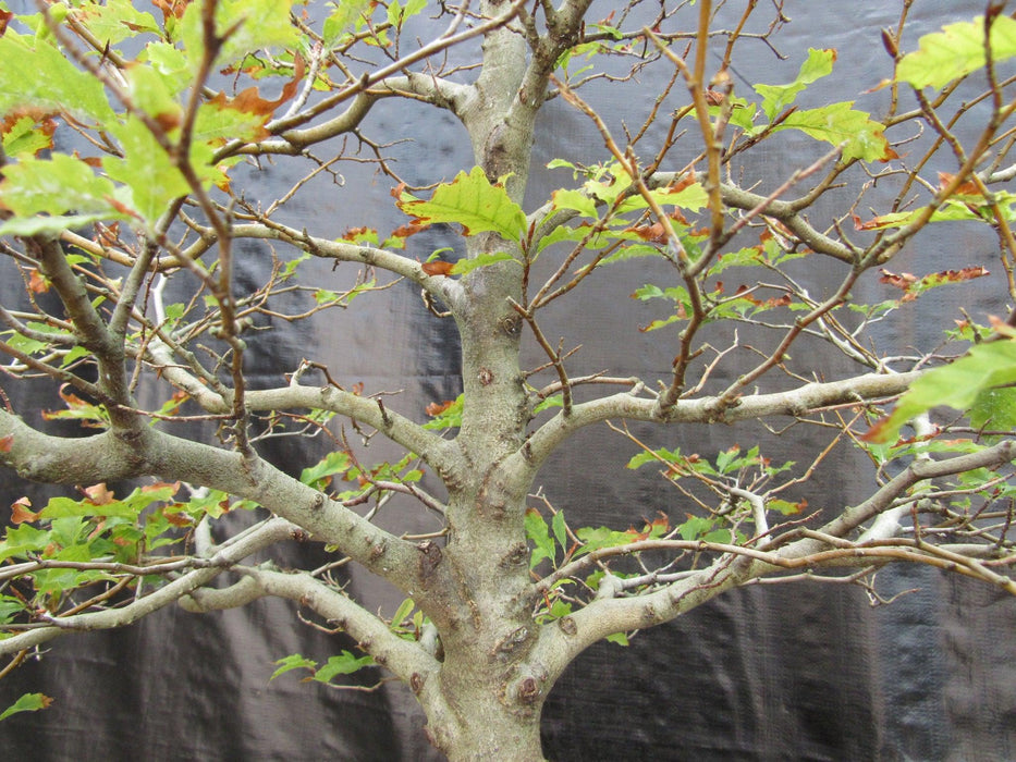 57 Year Old Dwarf European Beech Specimen Bonsai Tree Branch Structure