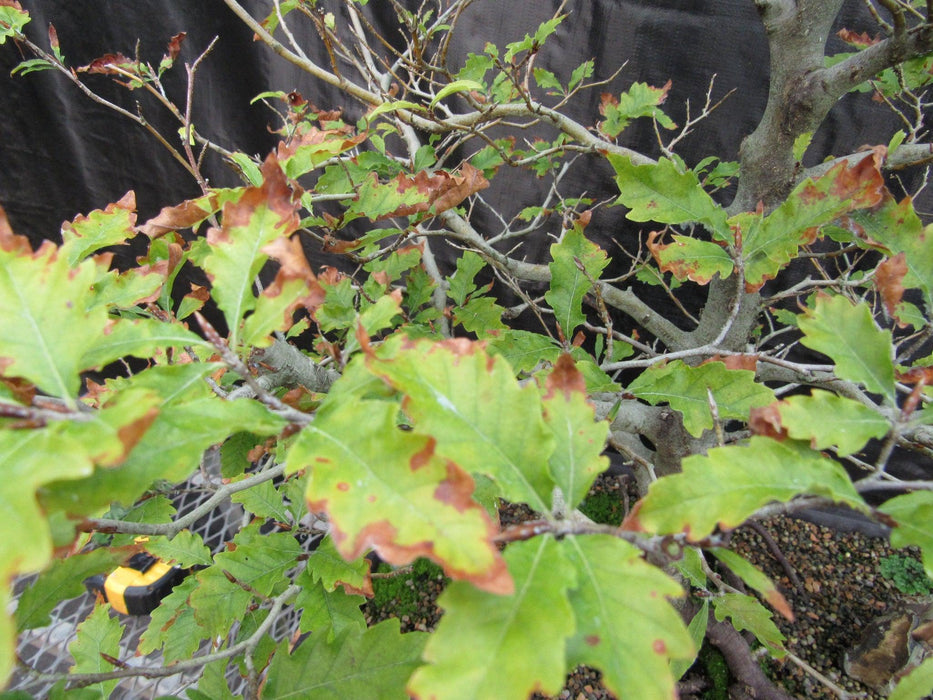 57 Year Old Dwarf European Beech Specimen Bonsai Tree Fall Foliage