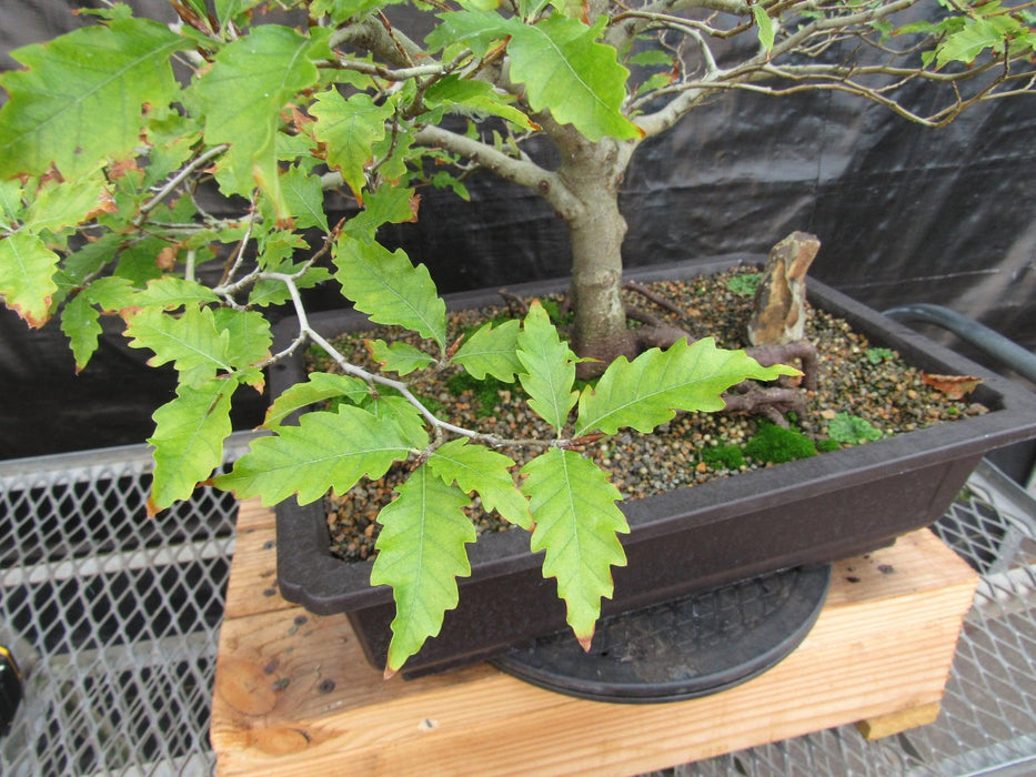 57 Year Old Dwarf European Beech Specimen Bonsai Tree Wavy Leaves