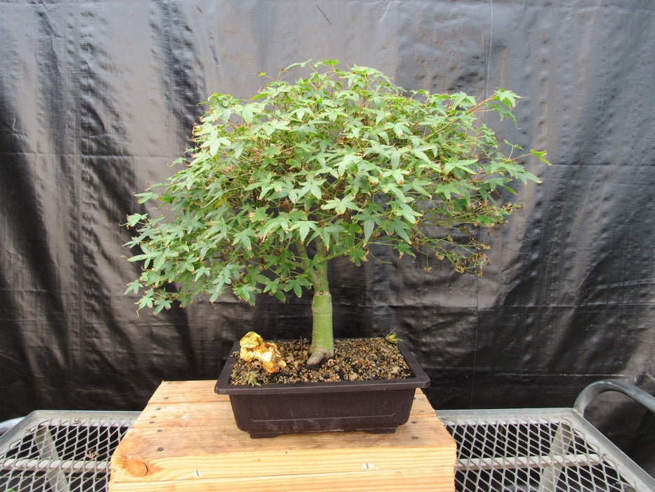 57 Year Old Kiyohime Maple Bonsai Tree Back