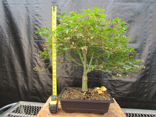 japanese maple bonsai tree growing kit 57 Year Old Kiyohime Japanese Maple Bonsai Tree