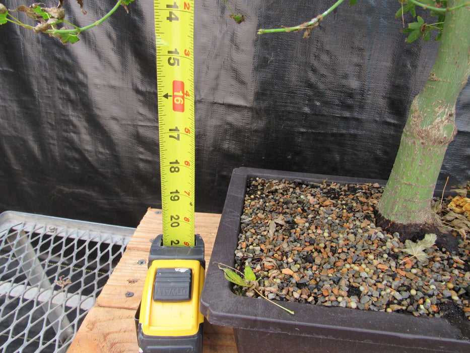 57 Year Old Kiyohime Maple Bonsai Tree Tall