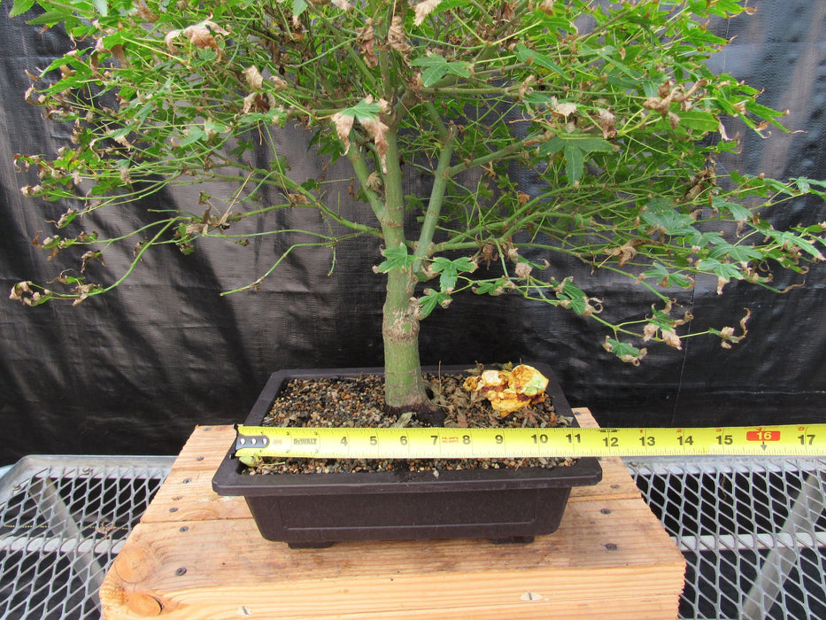 57 Year Old Kiyohime Maple Bonsai Tree Size