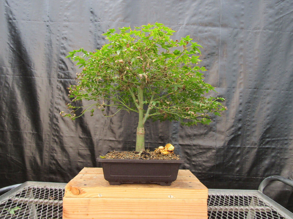 57 Year Old Kiyohime Maple Bonsai Tree Profile