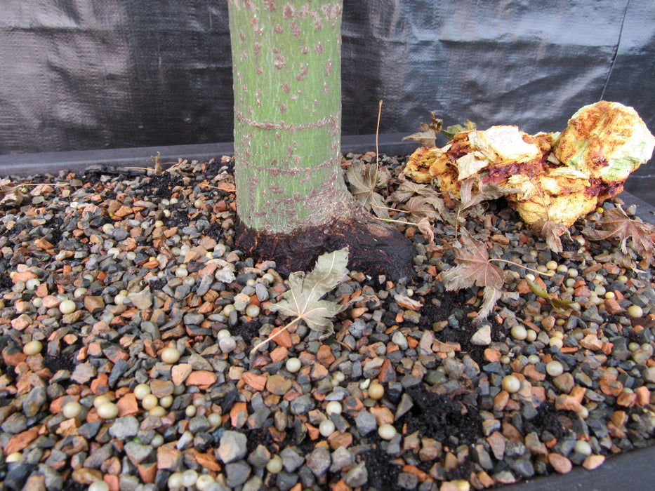 57 Year Old Kiyohime Maple Bonsai Tree Trunk