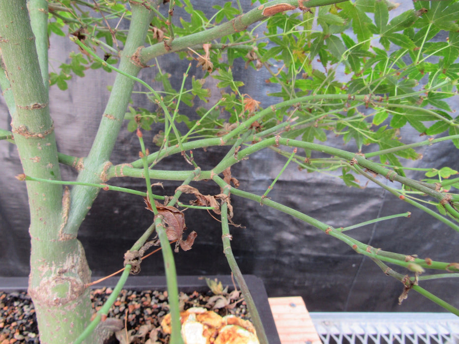 57 Year Old Kiyohime Maple Bonsai Tree Branches