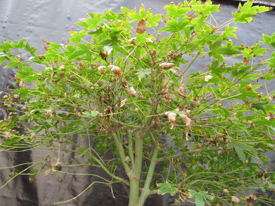 57 Year Old Kiyohime Maple Bonsai Tree Branch Structure