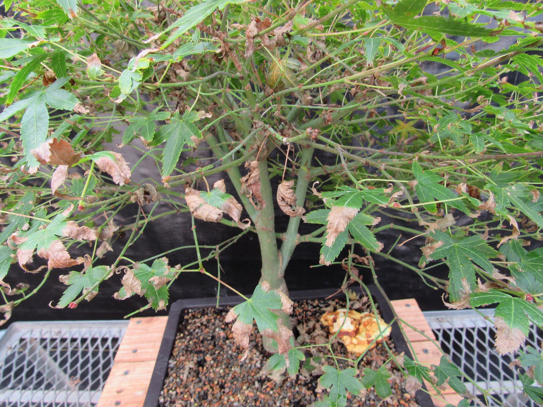 57 Year Old Kiyohime Maple Bonsai Tree Leaves