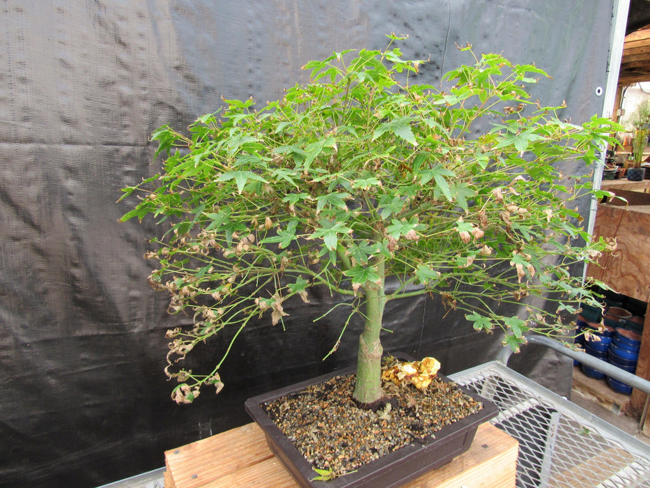 57 Year Old Kiyohime Maple Bonsai Tree Side