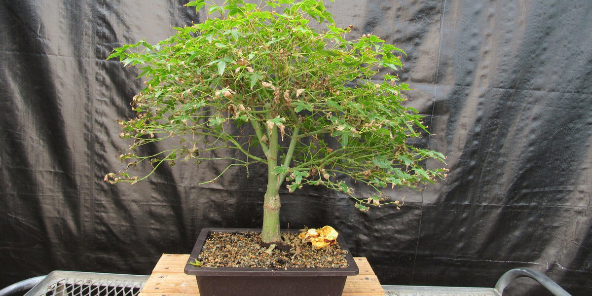 57 Year Old Kiyohime Japanese Maple Bonsai Tree
