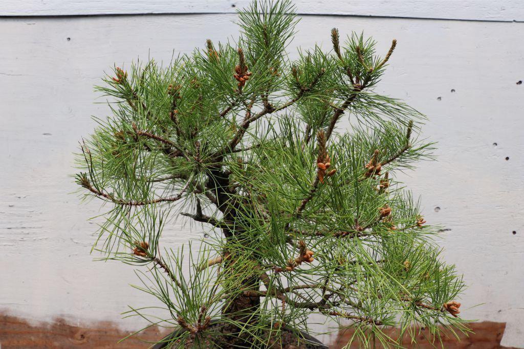Eastern White Pine Specimen Bonsai Tree Canopy