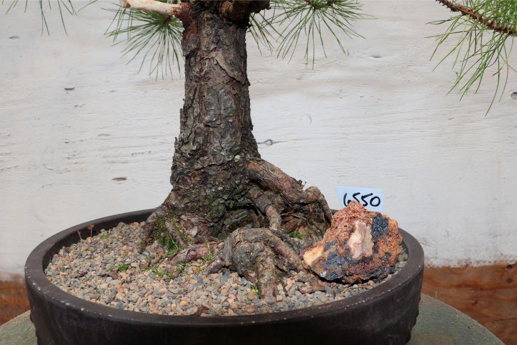 Eastern White Pine Specimen Bonsai Tree ROots