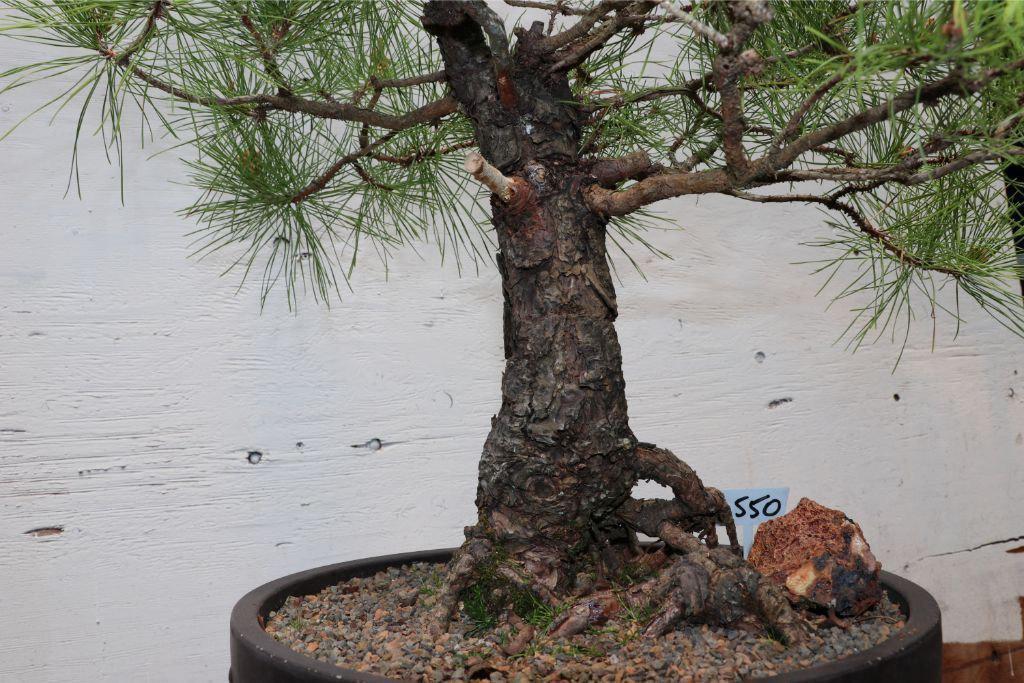 Eastern White Pine Specimen Bonsai Tree Soil