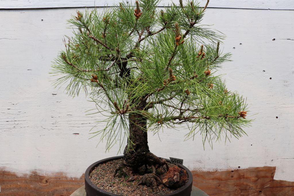 Eastern White Pine Artisan Bonsai Tree
