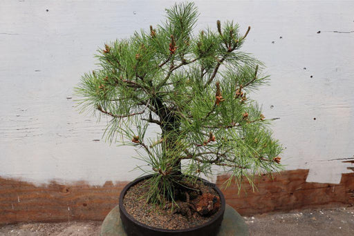 Eastern White Pine Specimen Bonsai Tree