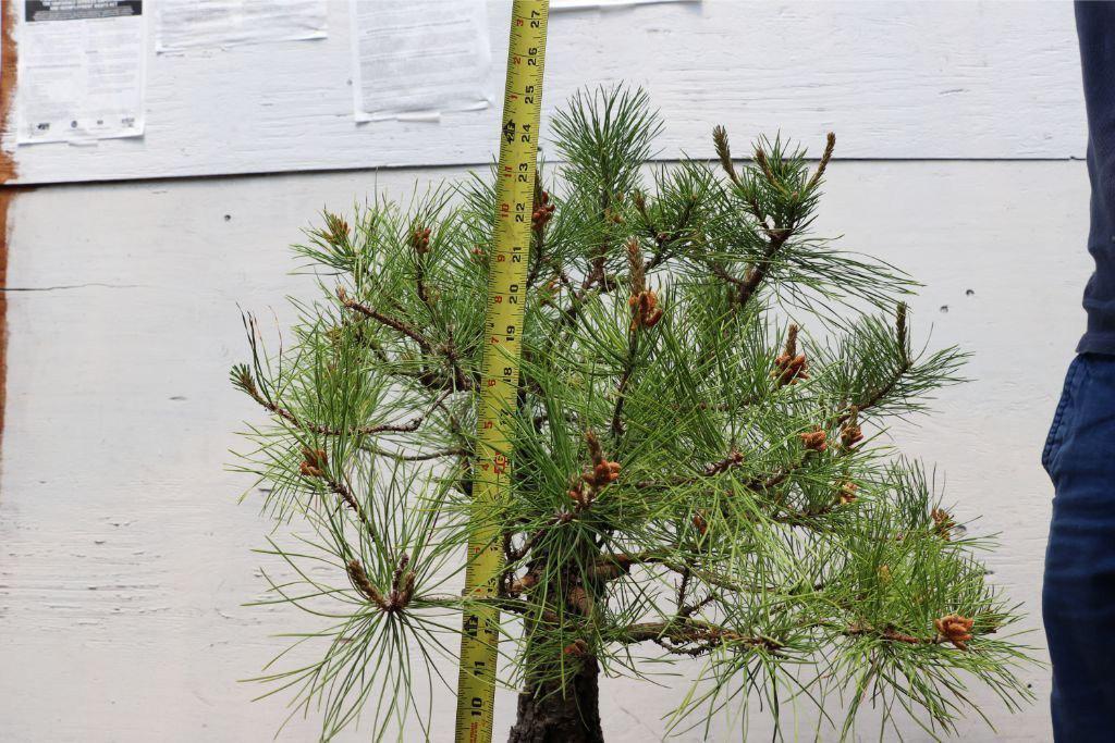 Eastern White Pine Specimen Bonsai Tree Size