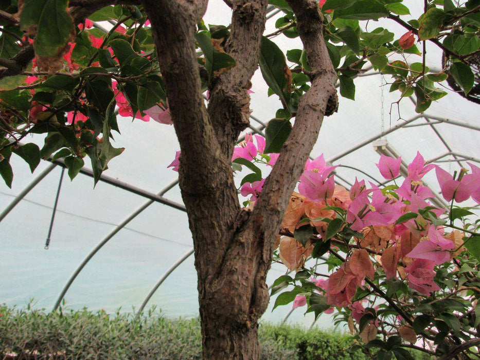 59 Year Old Bougainvillea Specimen Bonsai Tree Branch Structure