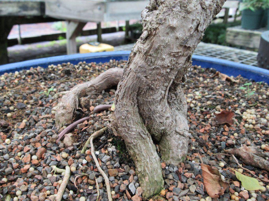 59 Year Old Bougainvillea Specimen Bonsai Tree Trunk