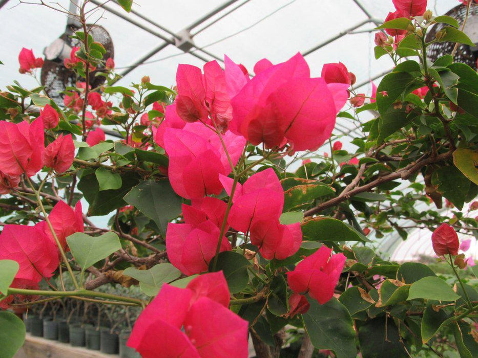 59 Year Old Bougainvillea Specimen Bonsai Tree Flower Closeup