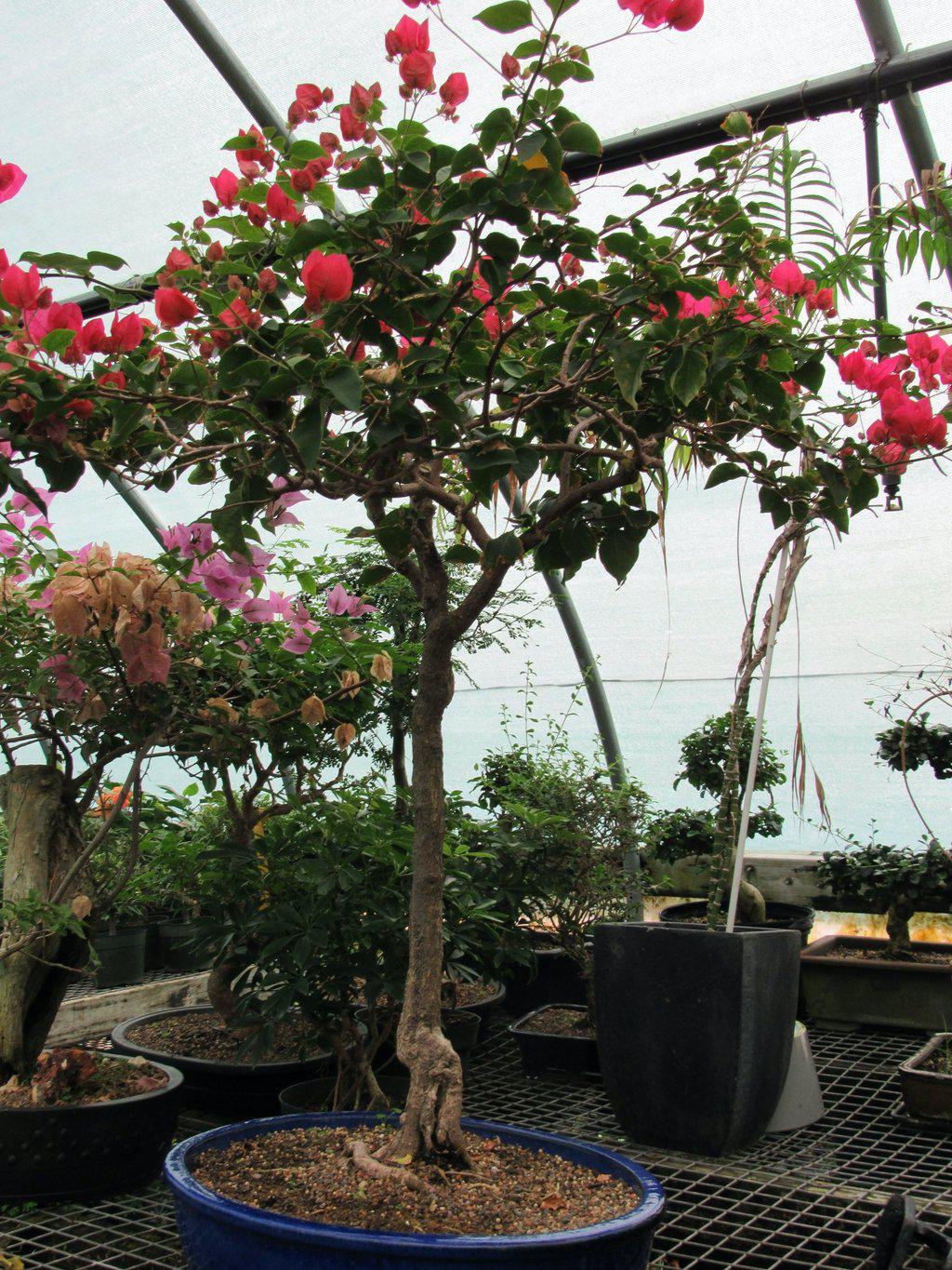 59 Year Old Bougainvillea Specimen Bonsai Tree Side