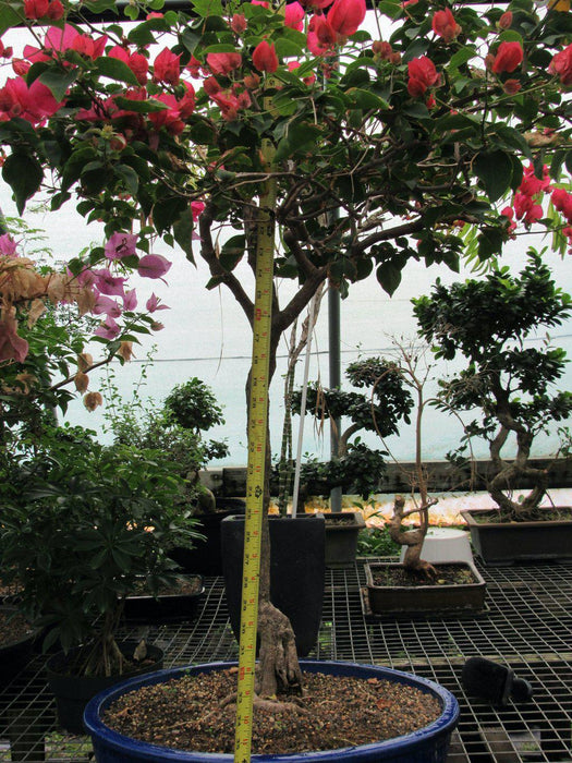 59 Year Old Bougainvillea Specimen Bonsai Tree Size
