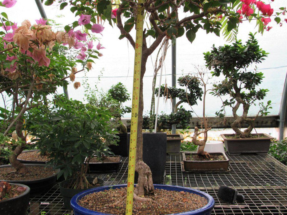 59 Year Old Bougainvillea Specimen Bonsai Tree Size Close