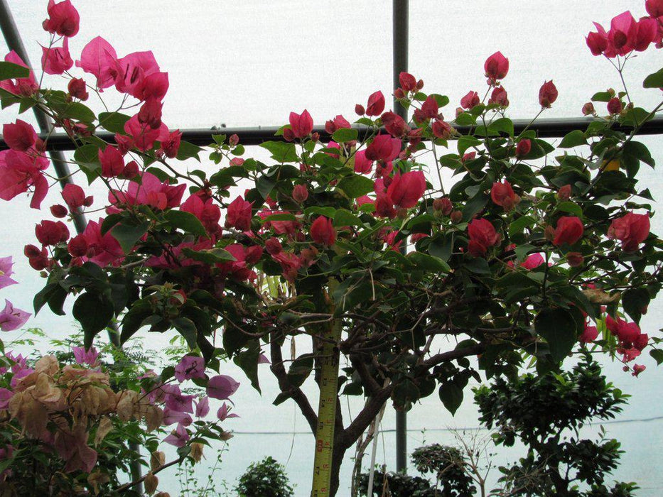 59 Year Old Bougainvillea Specimen Bonsai Tree Apex Height