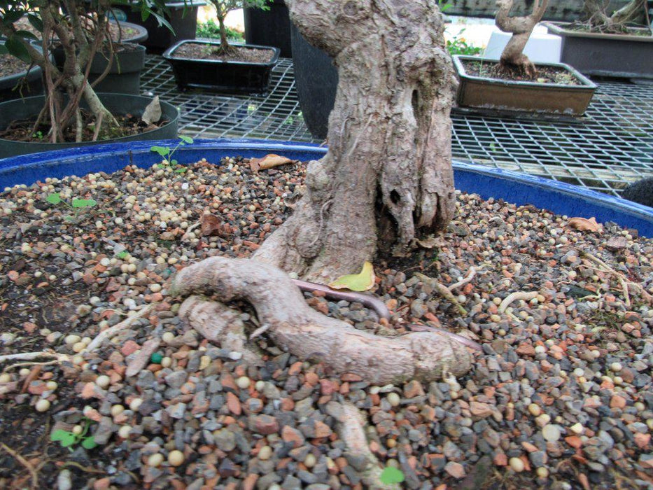 59 Year Old Bougainvillea Specimen Bonsai Tree Roots