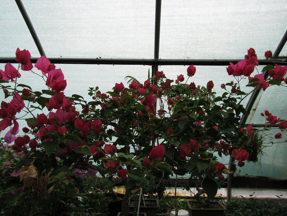 59 Year Old Bougainvillea Specimen Bonsai Tree Canopy