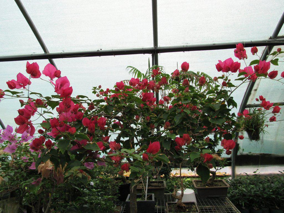 59 Year Old Bougainvillea Specimen Bonsai Tree Pink Pixie Flowers