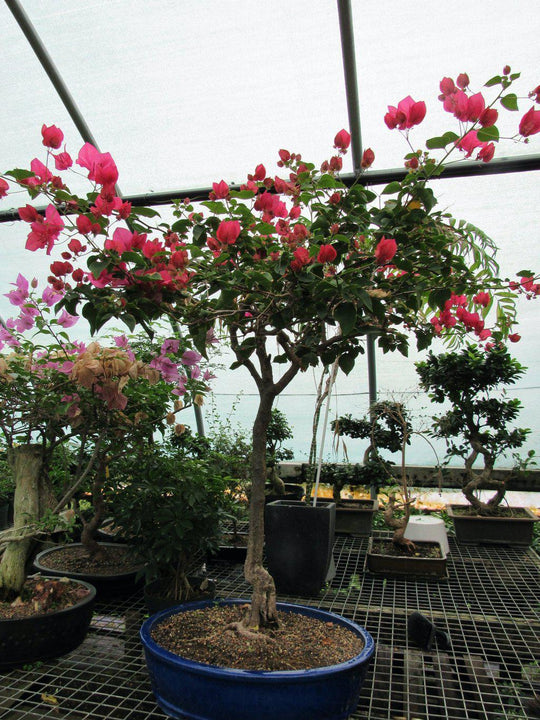 bonsai bougainvillea 59 Year Old Bougainvillea Specimen Bonsai Tree