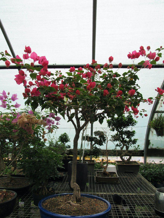 59 Year Old Bougainvillea Specimen Bonsai Tree Profile