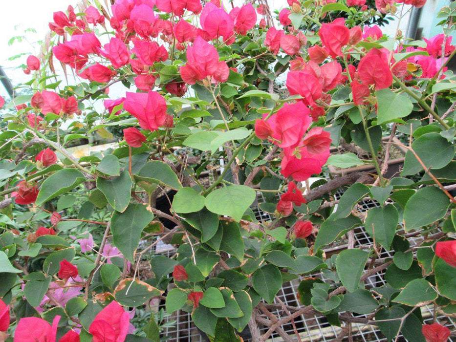 59 Year Old Bougainvillea Specimen Bonsai Tree Flowers